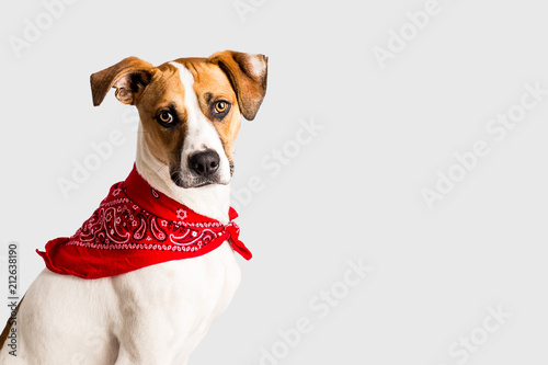 Adorable hound with bandana © MeganBetteridge