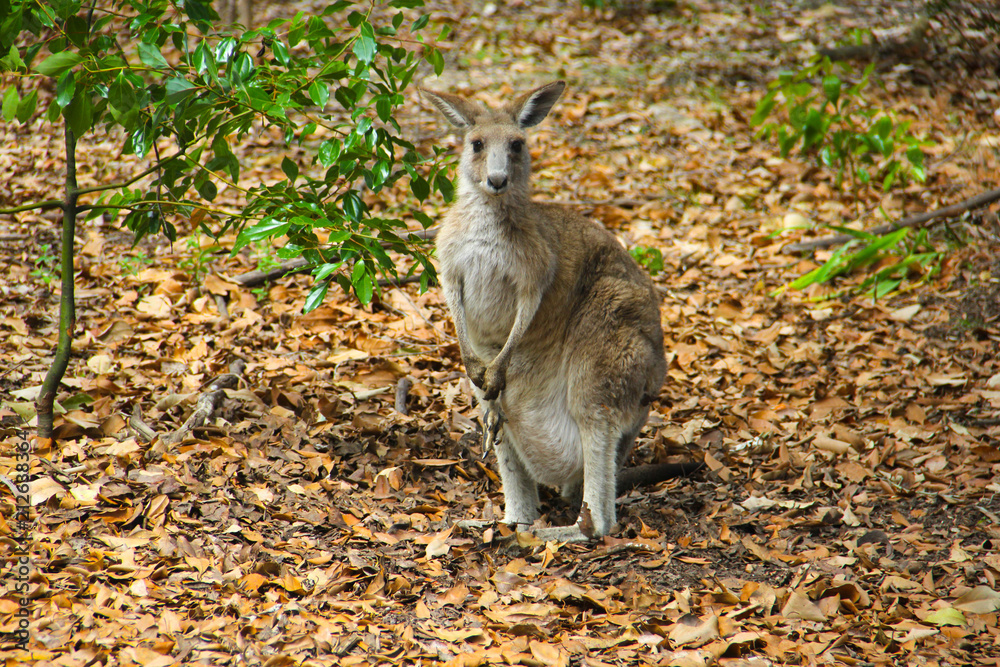 Fototapeta premium Kangoroo Sydney Australia Wildlife