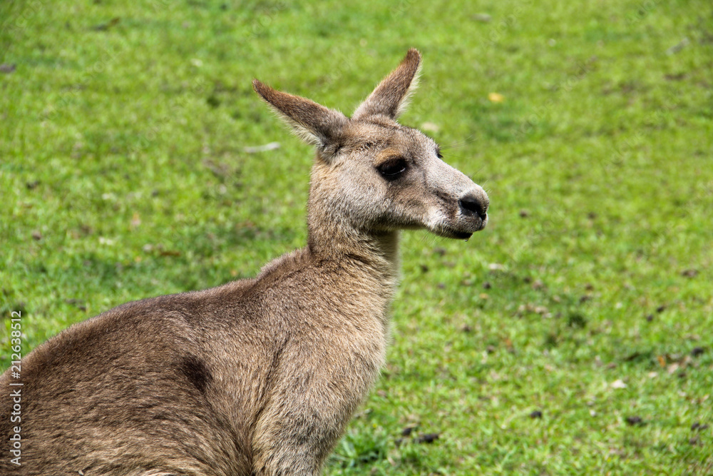 Kangoroo Sydney Australia Wildlife