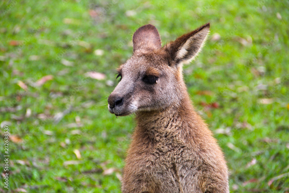 Kangoroo Sydney Australia Wildlife