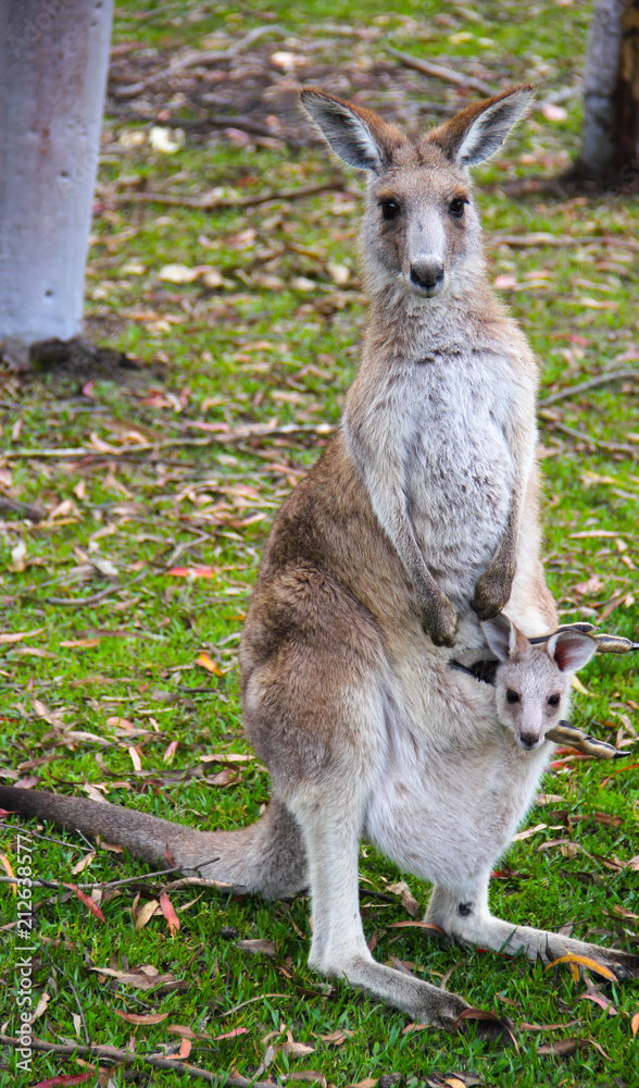 Kangoroo Sydney Australia Wildlife