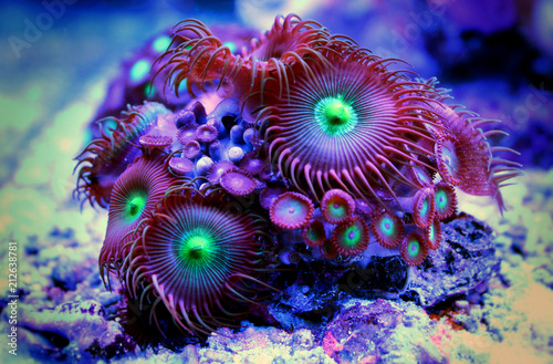 Fototapeta Zoanthus polyps colony in reef aquarium tank