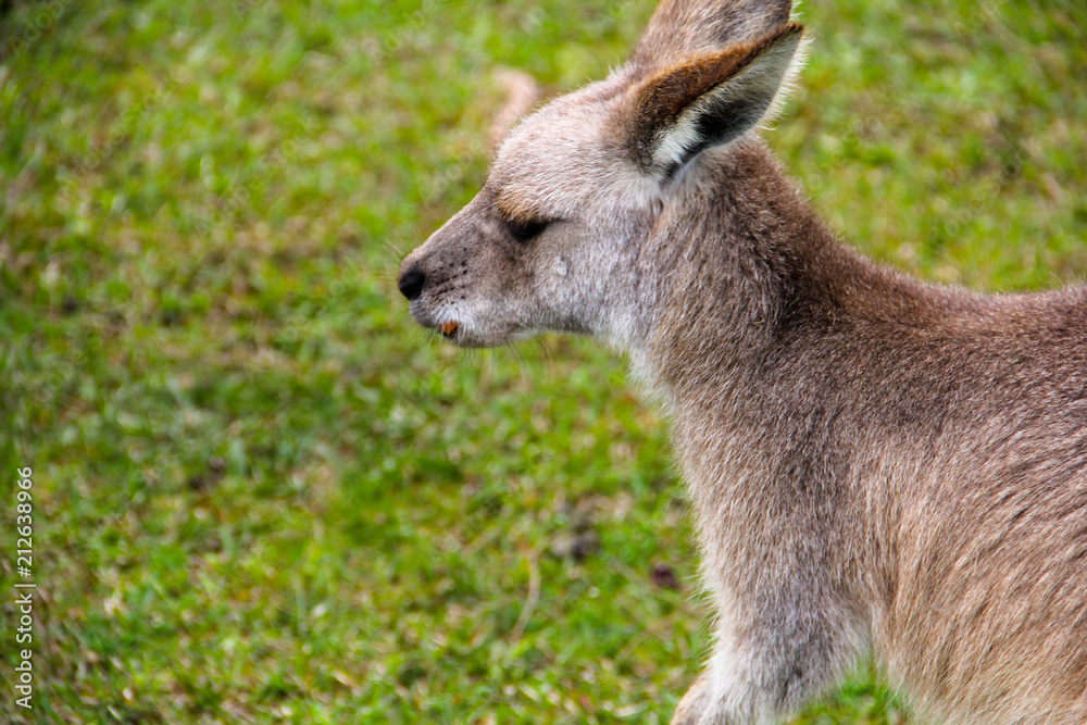 Kangoroo Sydney Australia Wildlife Kangoroo Sydney Australia Wildlife