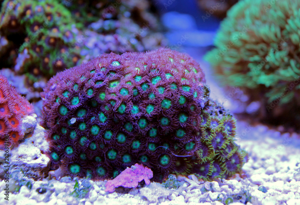 Naklejka premium Zoanthus polyps colony in reef aquarium tank