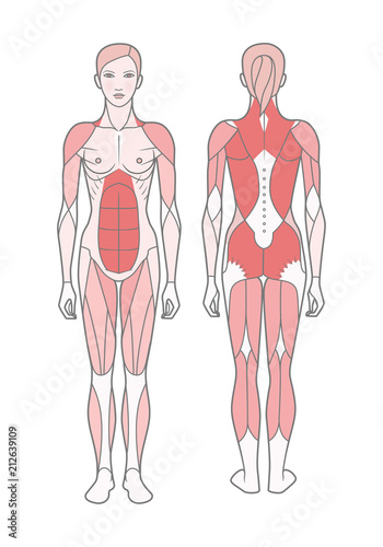 Figure of the woman, the scheme of the basic trained muscles. Front and rear view. Vector. Isolated on white background