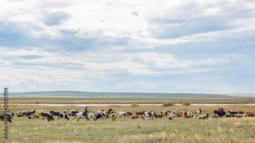 A herd of cows grazes on a spacious field © Annashou