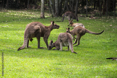 Photography Kangoroo Wildlife Australia