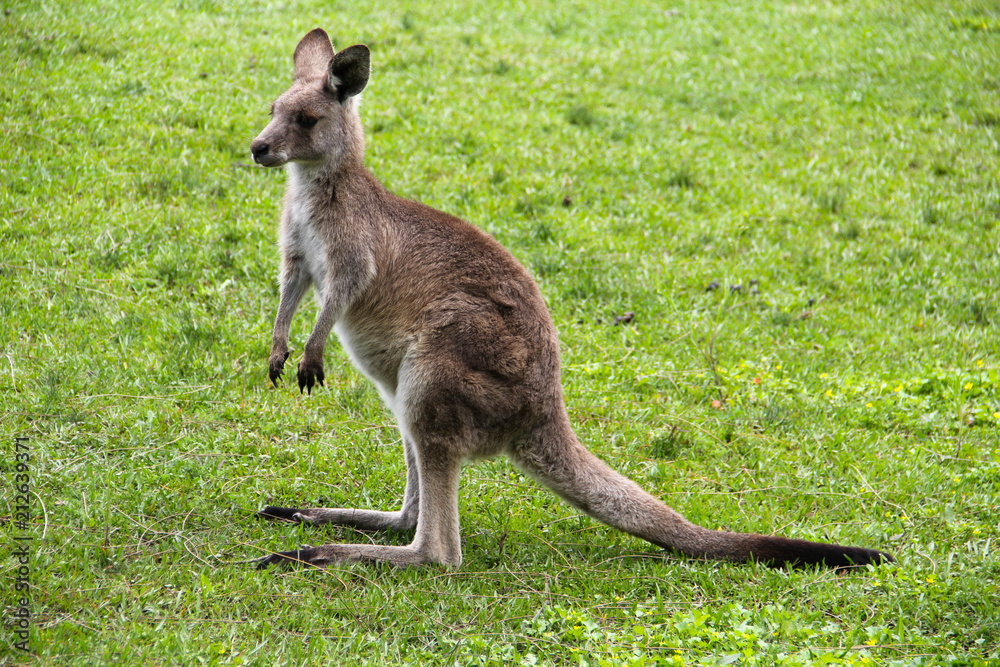 Kangoroo Wildlife Australia 