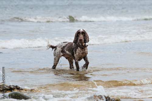 Cocker spaniel in sea