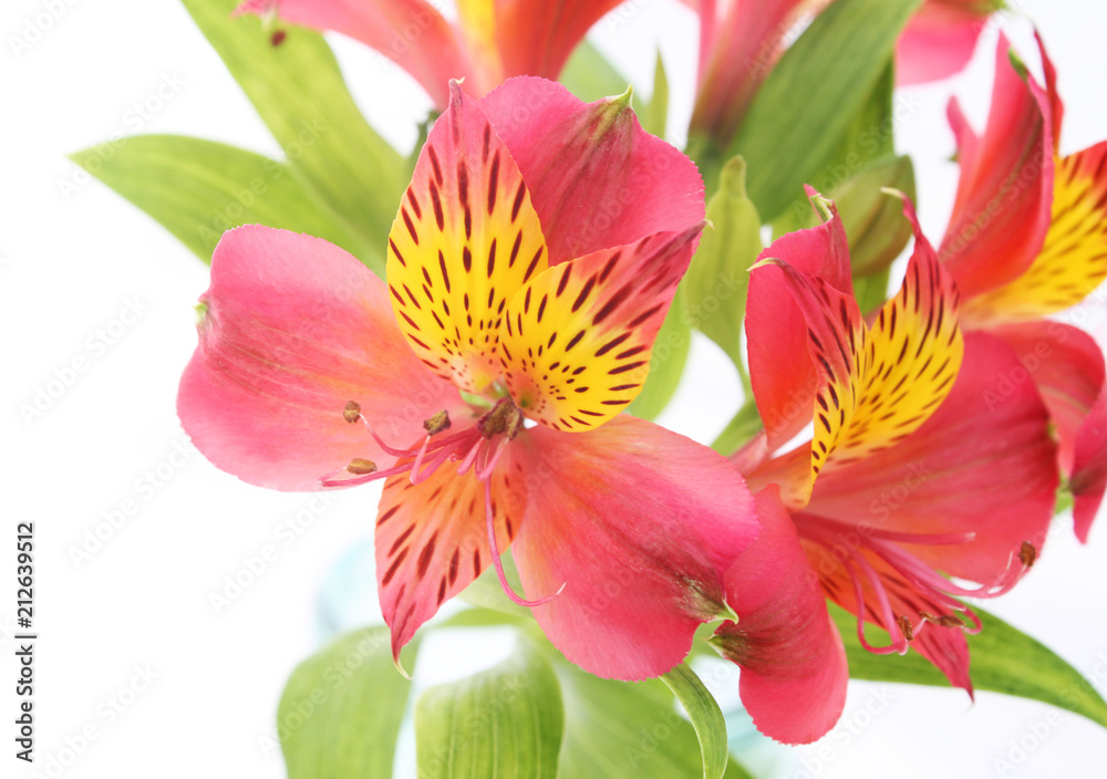 Fototapeta premium alstroemeria on a white background