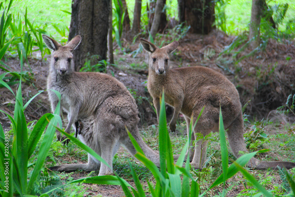 Kangoroo Wildlife Australia 