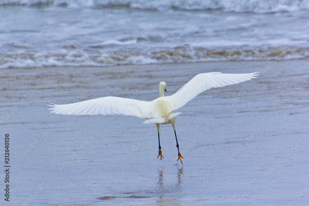 Snowy Egret taking off from a California beach Snowy Egret taking off from a California beach