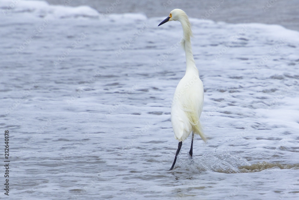 Snowy Egret on a California beach Snowy Egret on a California beach