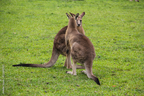 Kangoroo Wildlife Australia Wallaby 