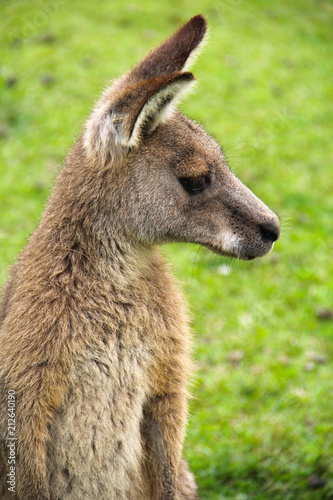 Kangoroo Wildlife Australia Wallaby  photo