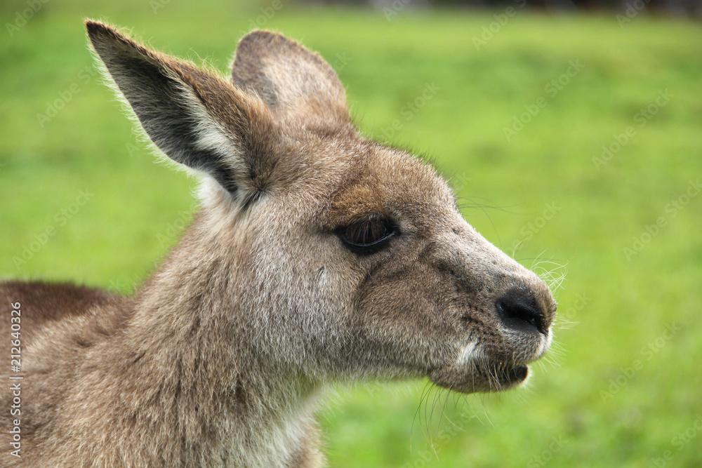 Kangoroo Wildlife Australia Wallaby 