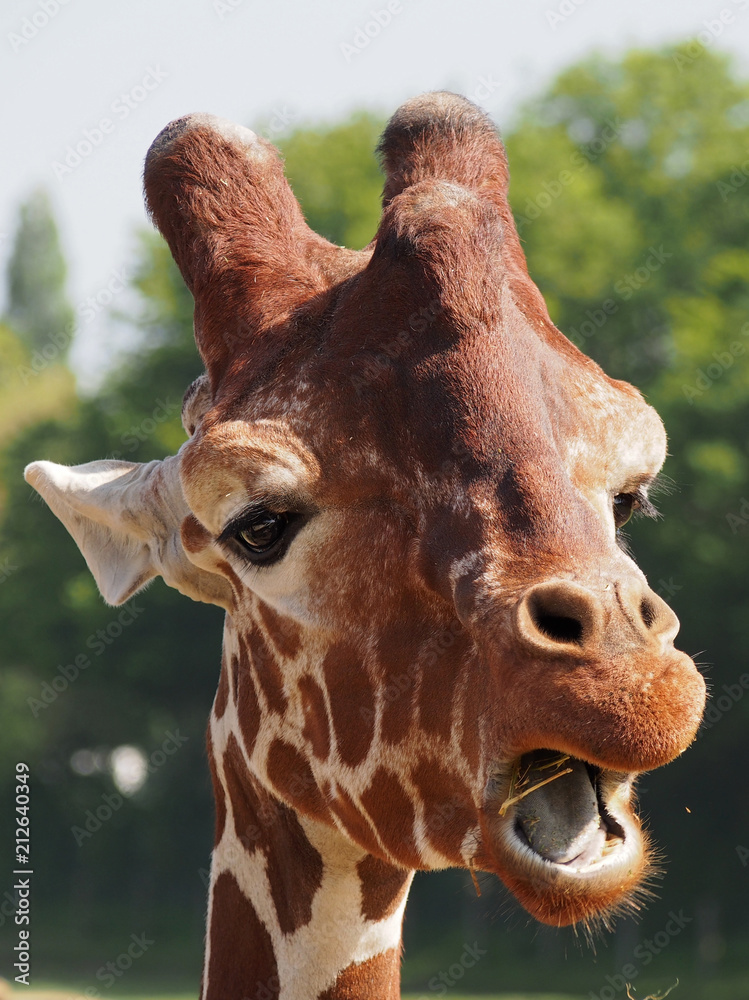 Naklejka premium Tête de girafe
