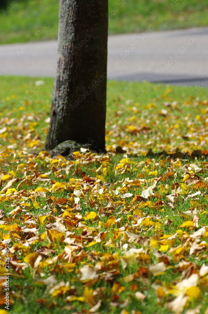 feuilles d'automne au pied d'un arbre feuilles d'automne au pied d'un arbre