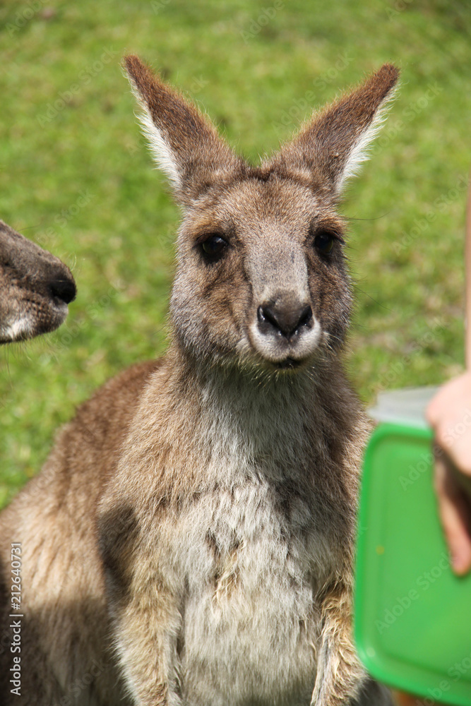 Kangoroo Wildlife Australia Wallaby 