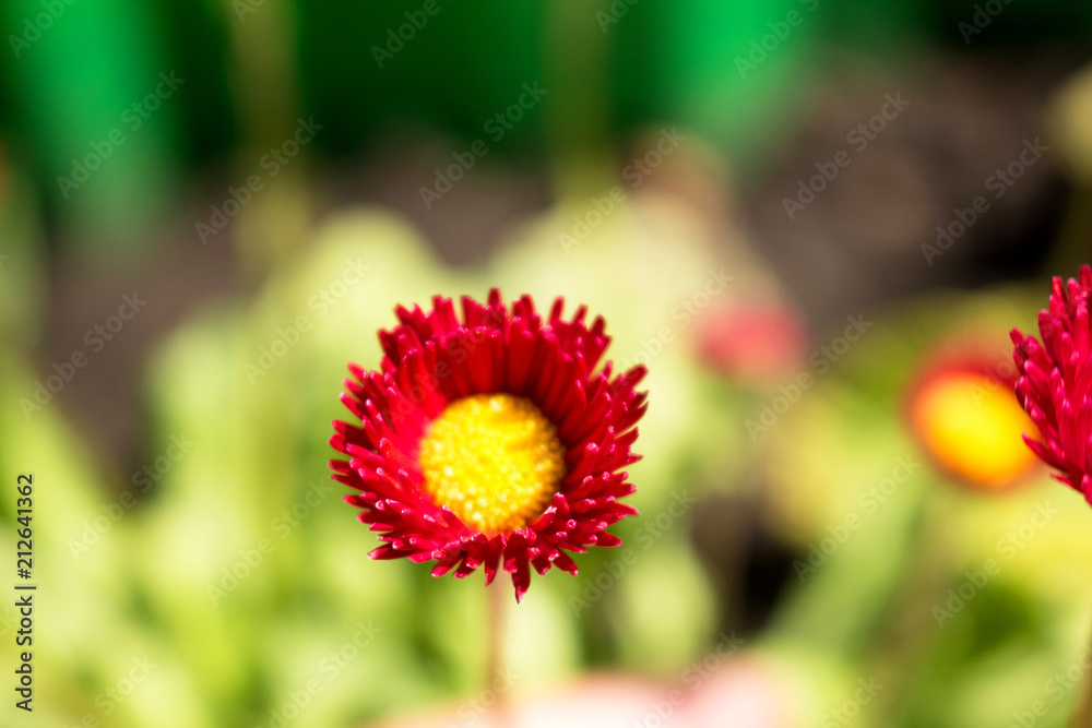 Red flower outlet with yellow center