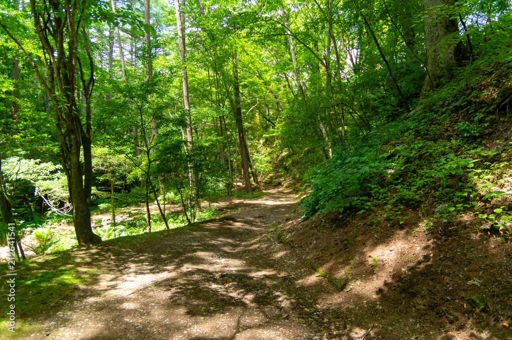 Fototapeta premium 風のガーデン