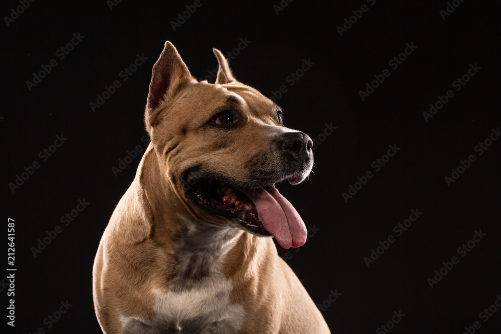 Red American pit bull terrier. Red American pit bull terrier.