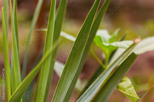 Close up of green vetiver grass. sweet grass in home garden. Green vetiver background