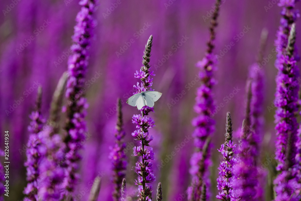 Obraz premium Butterfly in the loosestrife field