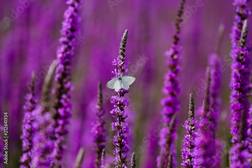 Butterfly in the loosestrife field