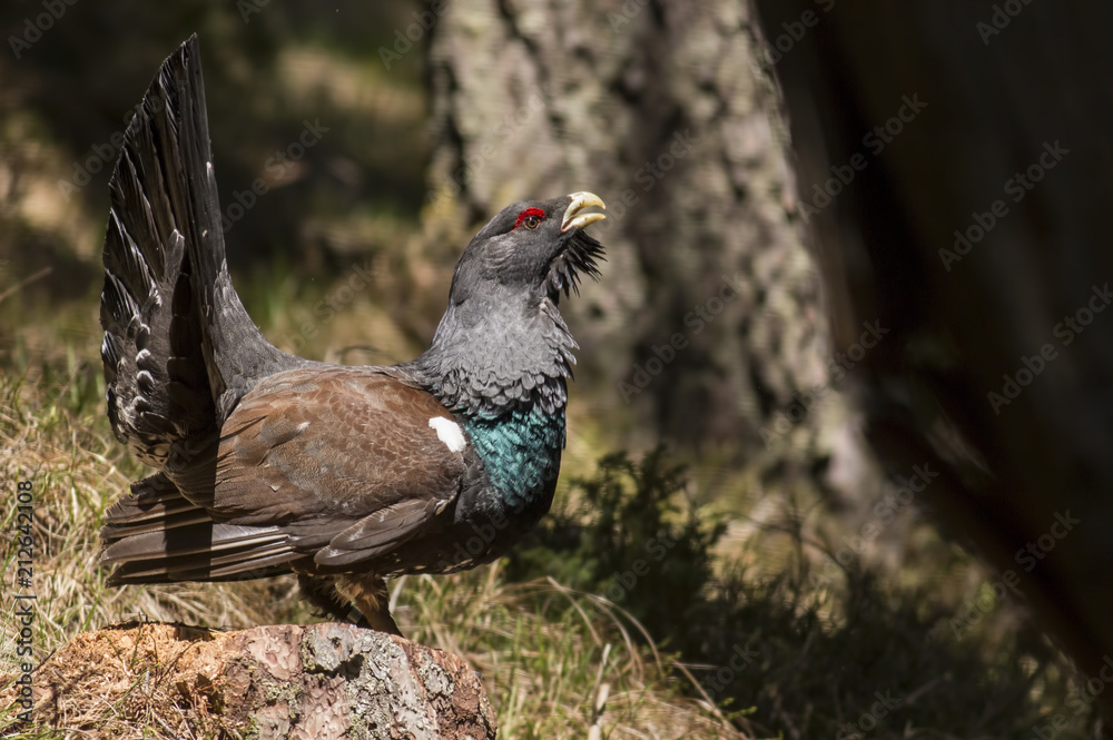 Western capercaillie wood grouse on display Western capercaillie wood grouse on display