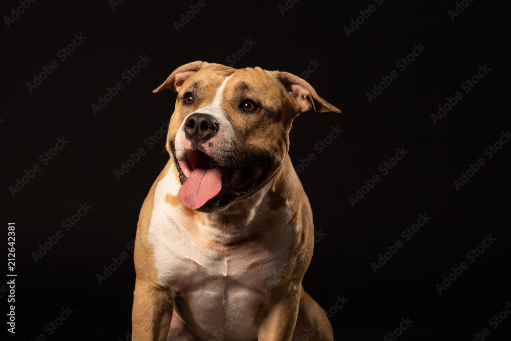 Red American pit bull terrier.