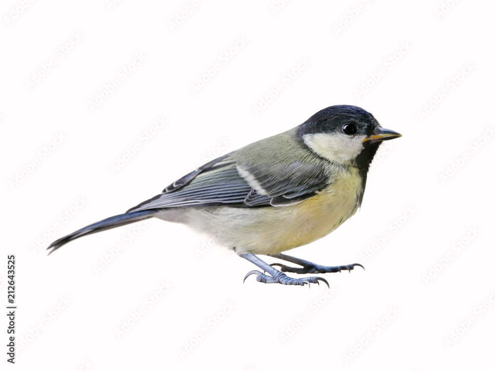 Fototapeta premium Great tit (Parus major), young, isolated on white background