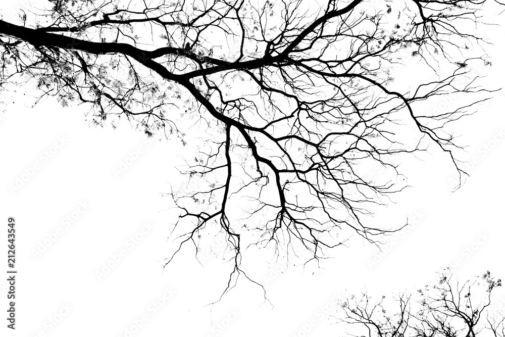 Fototapeta premium Gołe gałęzie na bladym białym tle