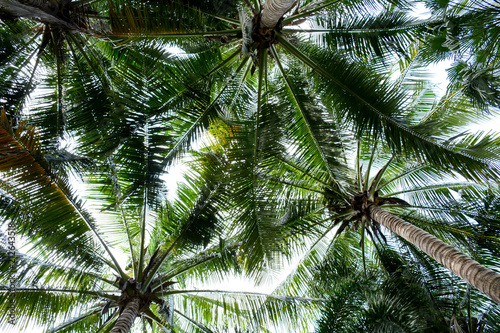 beautiful palms coconut tree on white background