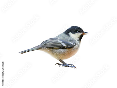 Coal tit (Periparus ater), young bird, titmouse isolated on white background © Robin