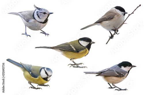 Titmouse European collection, isolated with white background