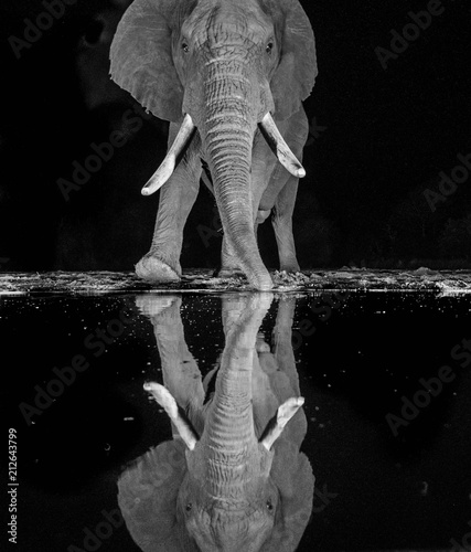 Canvas Print Reflection  for a big elephant at night - drinking water