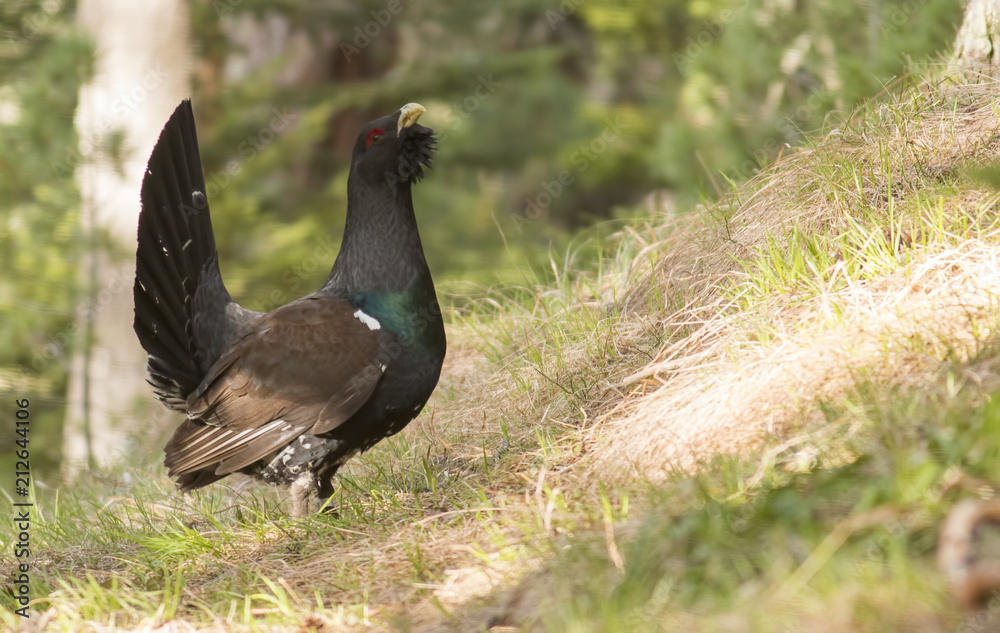 Western capercaillie wood grouse on display Western capercaillie wood grouse on display