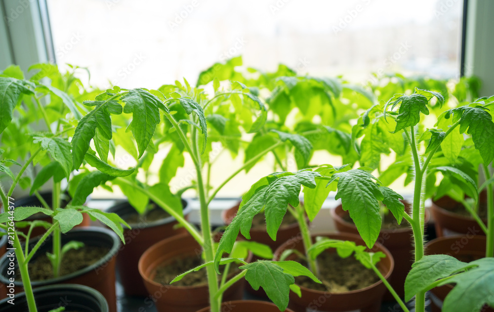 Young tomato plants on windowsill at home.