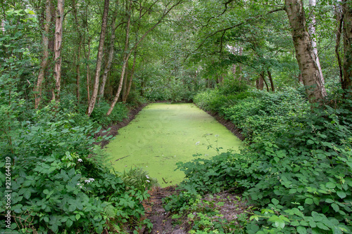 Löschteich mitten im Wald an der Nordseeküste photo