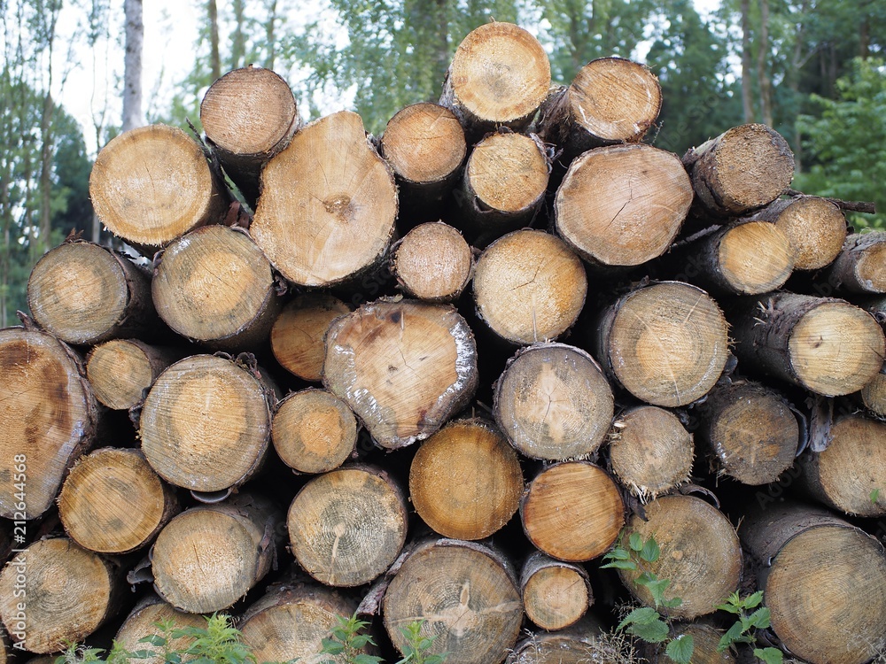 Holzlager - gerodete Bäume trocknen im Wald