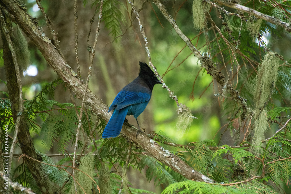Fototapeta premium Beautiful Stellar's Jay showing off her colors