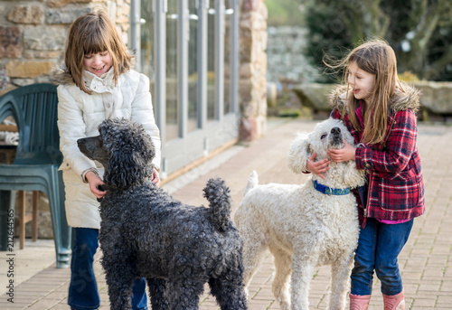 Two caucasian upper class Britsh girls (children) playing and having fun with large pet standard poodles in natural coat in a rural country garden