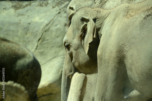 indischer Elefant in Tierpark photo