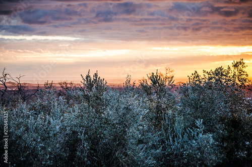 Olive trees in the sunset