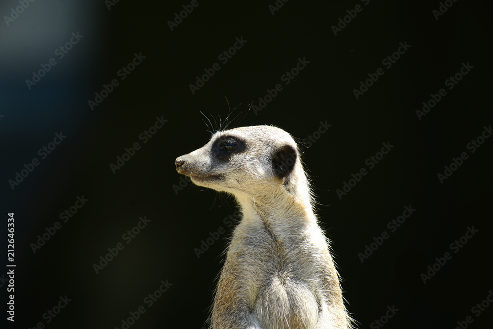 Fototapeta premium Erdmännchen vor schwarzem Hintergrund