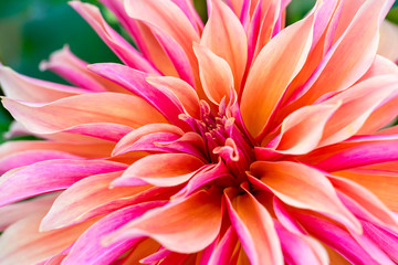 Keuken achterwand Dahlia Labyrinth dahlia close-up detail  © V. J. Matthew
