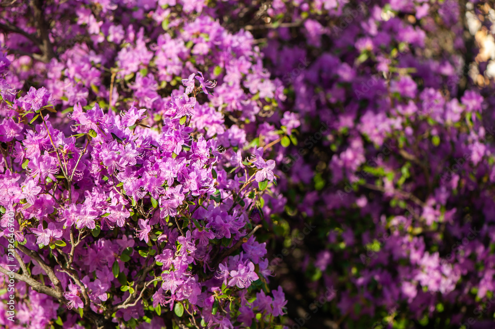  Rhododendron pink , lilac flower fresh blooming . pattern, flower