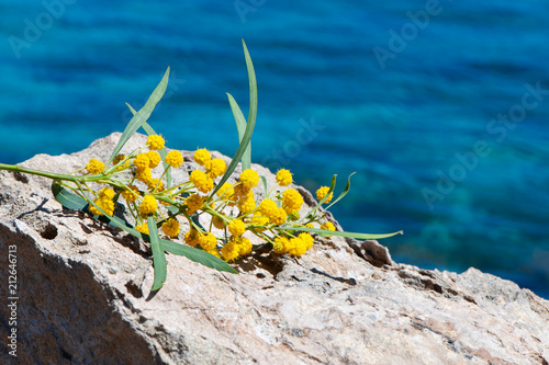 Blue sea, stones, yellow acacia, mimosa, theme of summer holidays, holidays, travel, spring, summer