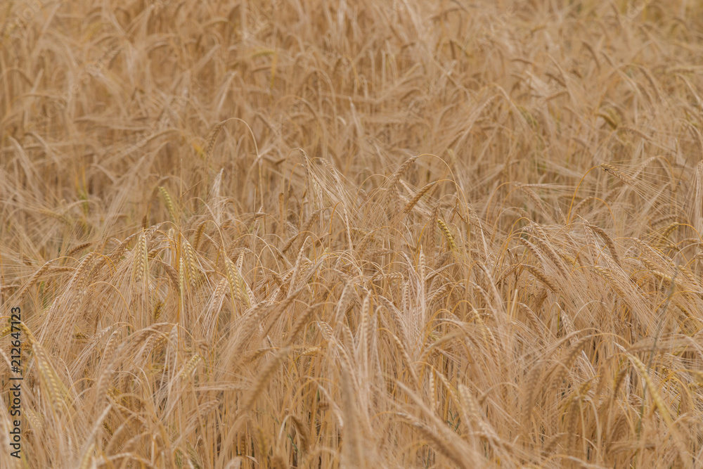 Barley Barley